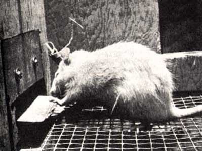 photograph of an intra-cranially self-stimulating rat