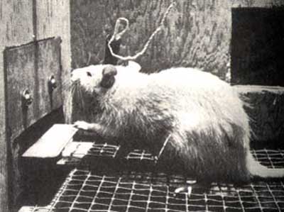 photograph of an intra-cranially self-stimulating rat