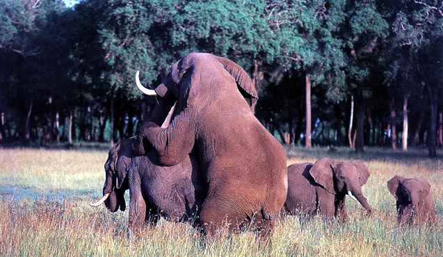 photo of a randy elephant