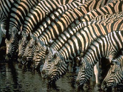 zebra photo