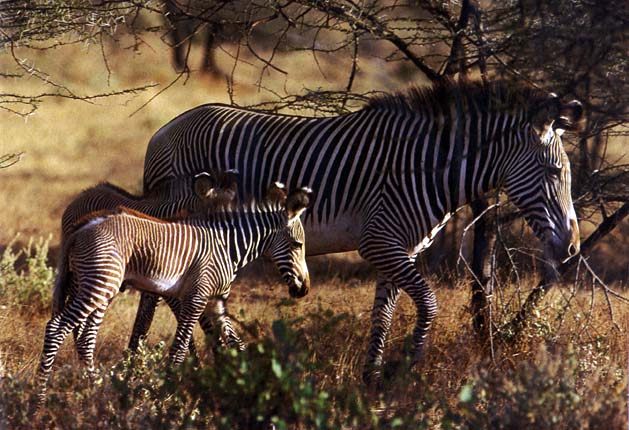 photo of a family of zebras