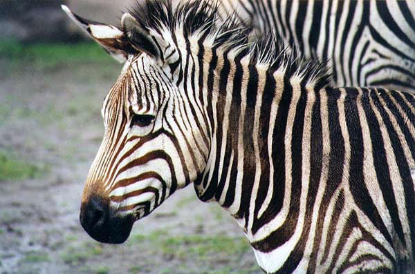 photo of zebra