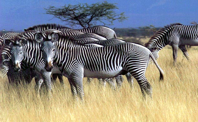 photo of zebras